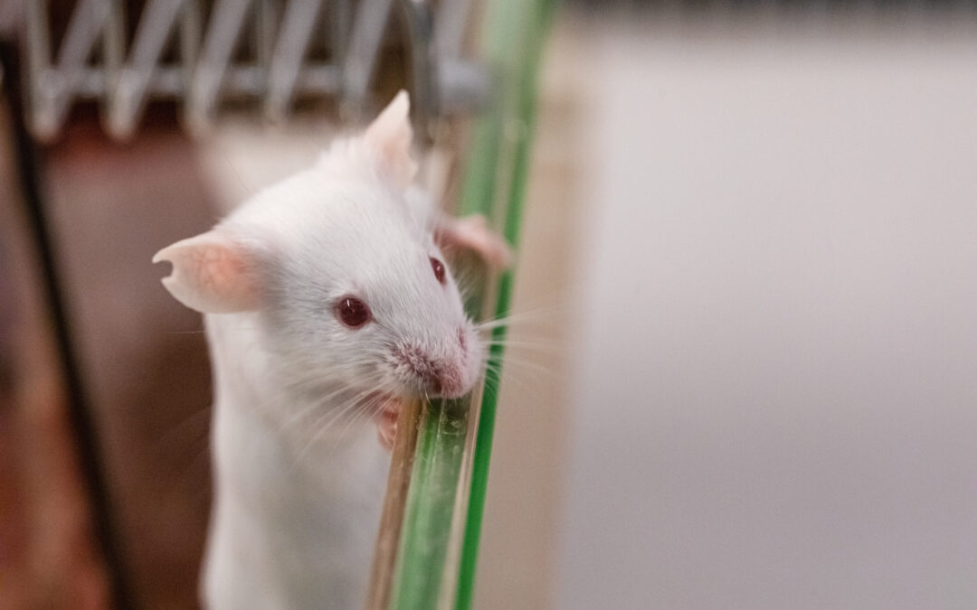 Evaluation of environmental enrichments for mice