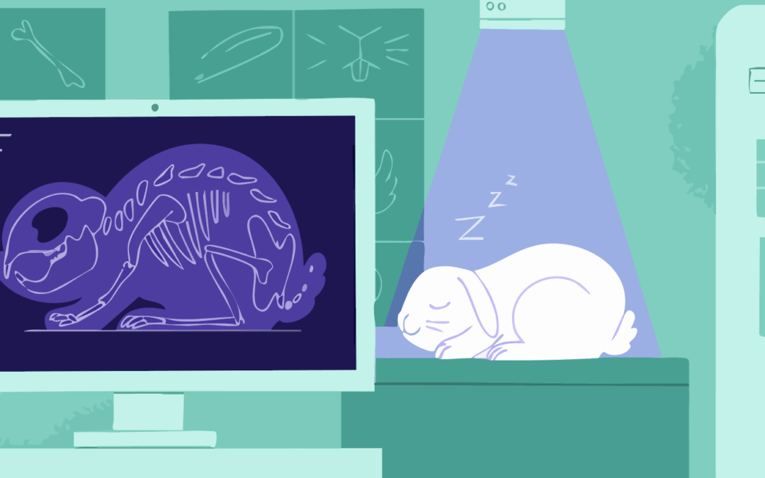 Reducing the Number of Research Animals: How Imaging Technologies Can Help