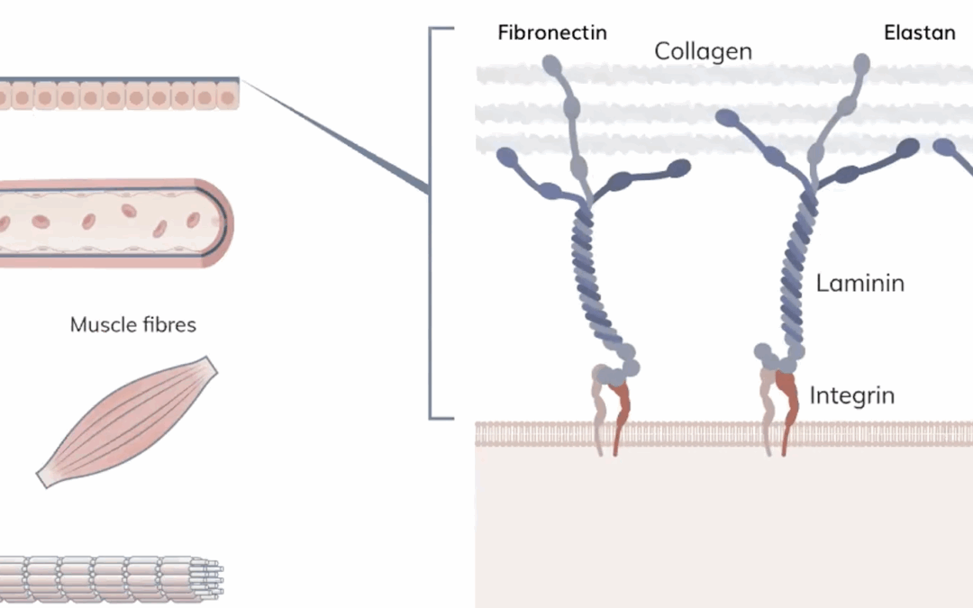 BASEMENT MEMBRANE EXTRACT: BMEs and replacements for clinical application areas