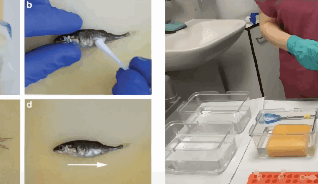 ZEBRAFISH REFINEMENT: Skin swabbing as a refined technique to collect DNA samples from laboratory fish