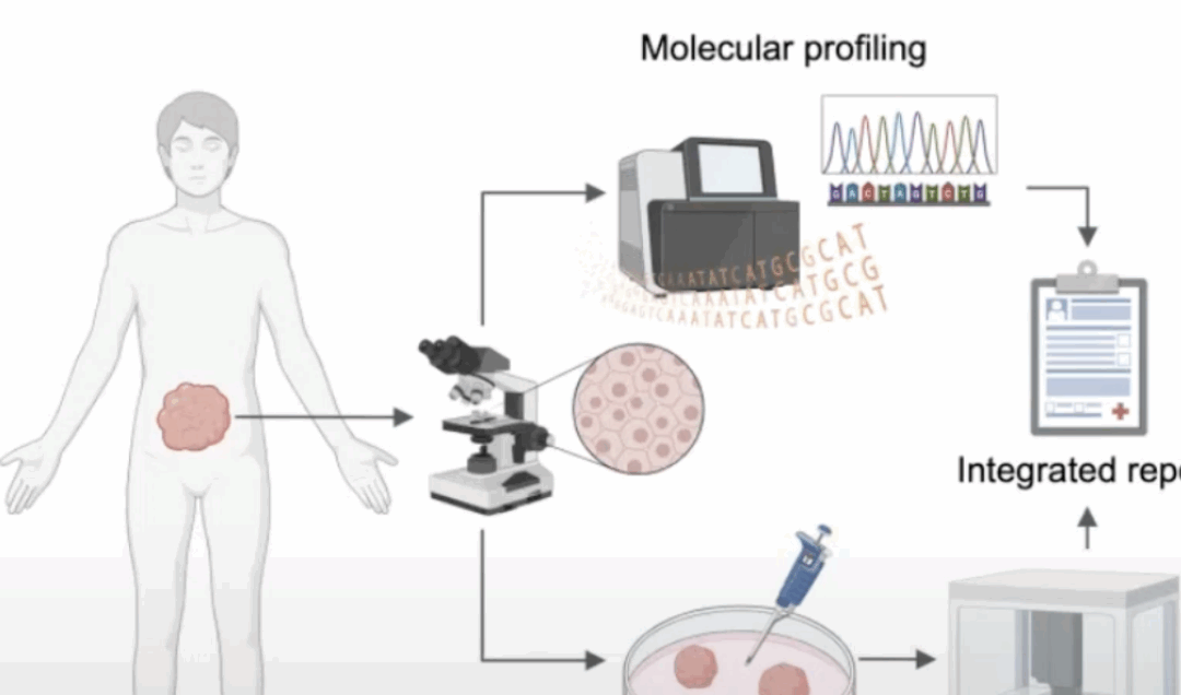 REPLACEMENT IN ONCOLOGY RESEARCH: AI-mediated drug synergy prediction and validation in tumor organoid models
