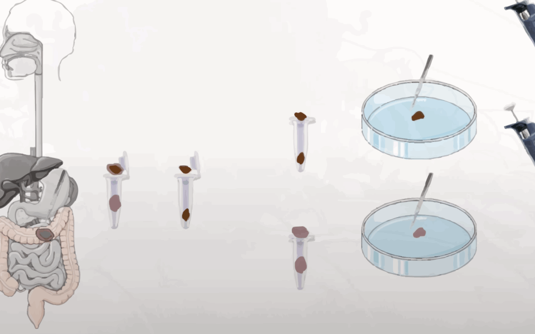 REPLACEMENT IN ONCOLOGY RESEARCH: New approach methodologies for personalized colorectal cancer treatment