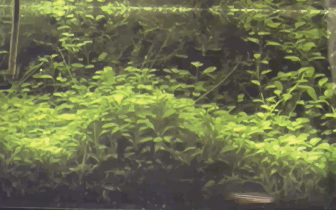 ZEBRAFISH REFINEMENT: Pain assessment, anaesthesia and analgesia in zebrafish