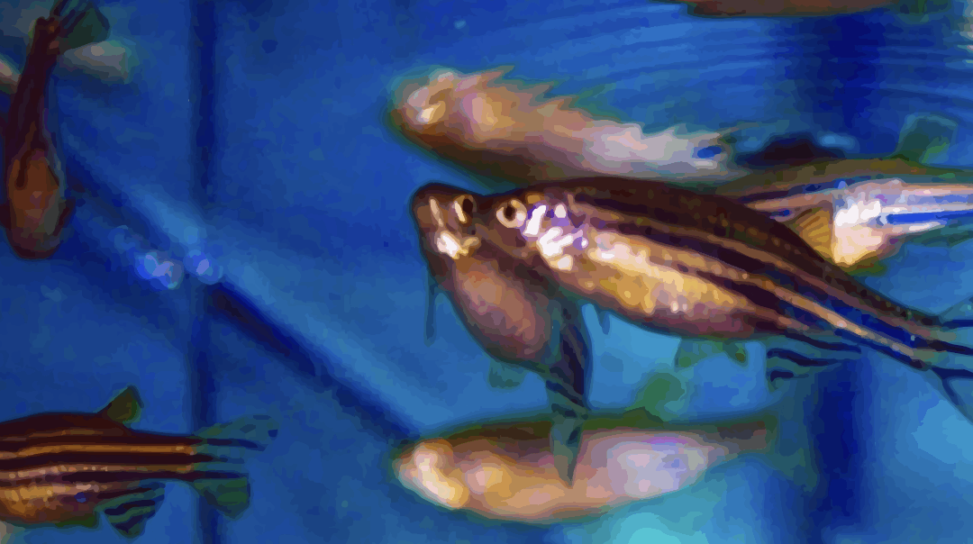 ZEBRAFISH REFINEMENT:Culture of care in zebrafish